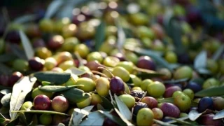 Marmarabirlik rekolte beyan alımlarına başlıyor