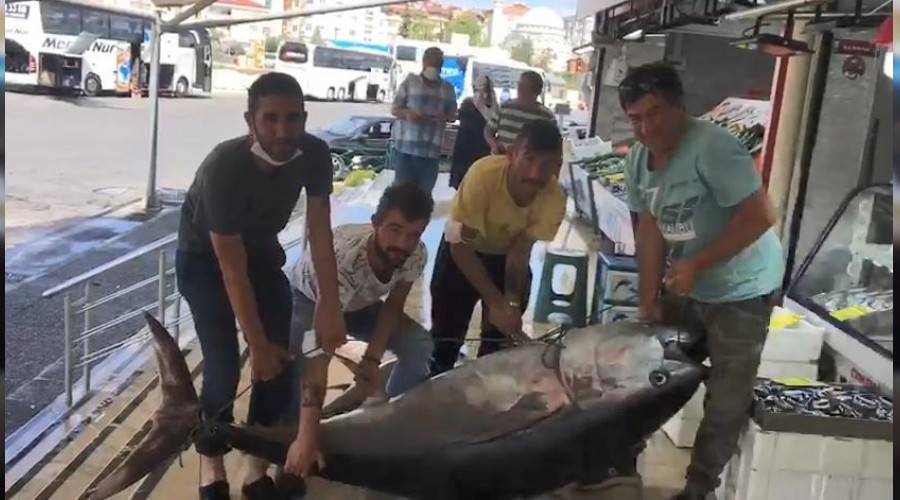 Marmara'da dev orkinos bal yakaland