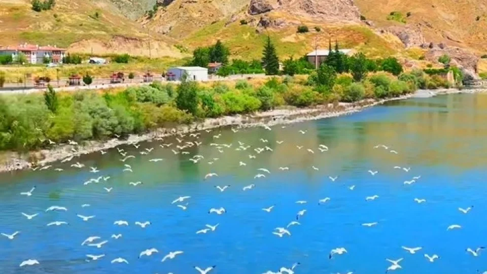 Mart�lar, Murat Nehri'nde g�rsel ��len olu�turdu