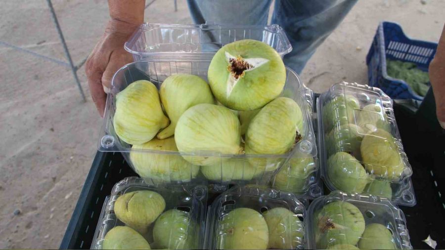 Mersin incirinde hasat başladı
