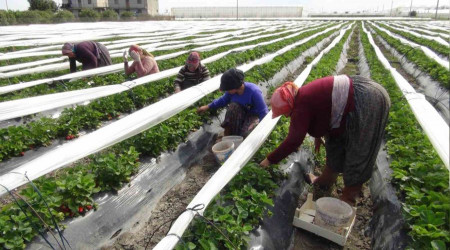 Mersin'de açıkta çilek hasadı başladı