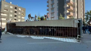 Mersin'de canlı hayvan taşıyan tır devrildi
