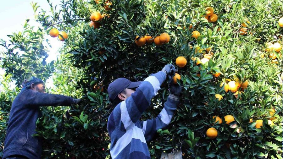 Mersin'de portakalda hasat başladı