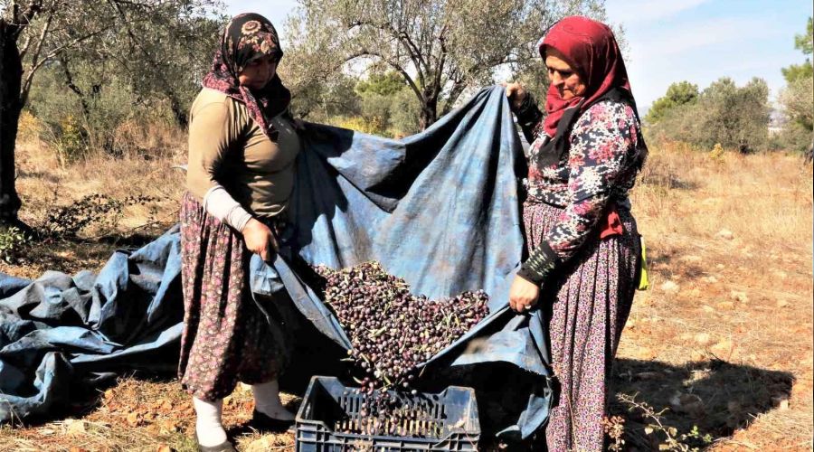 Mevsim kaymas� ye�il zeytini vurdu