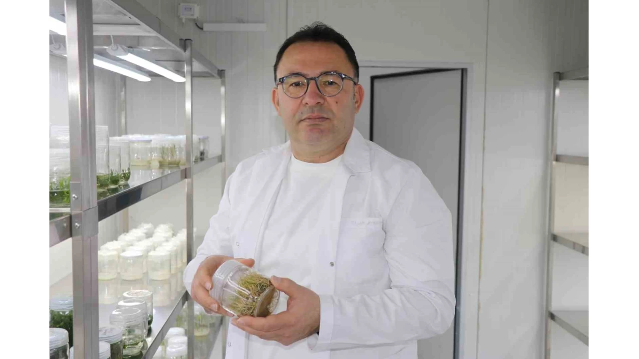 'Meyan kökü, fazla tüketildiğinde sağlığa zarar verebilir'