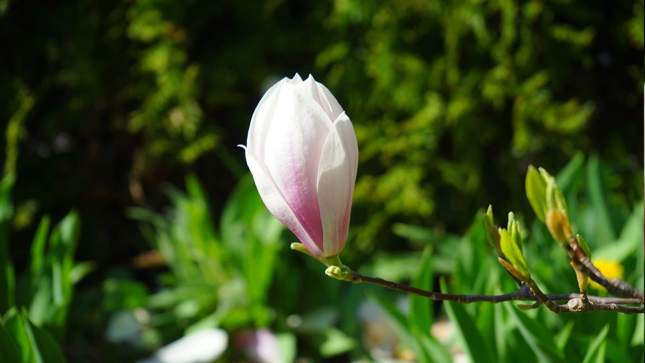 Milyonlarca y�ll�k bir g�zellik: Manolya