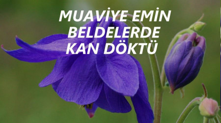 Muaviye emin beldelerde kan döktü