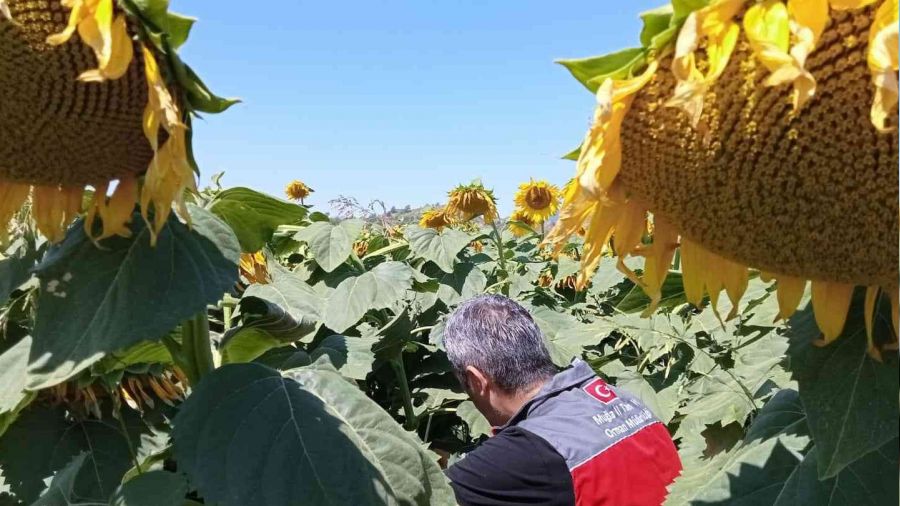 Muğla'daki çalışmalarda çayır tırtılına rastlanmadı