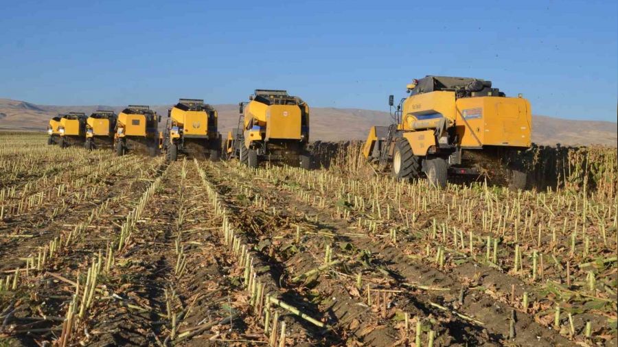 Muş Ovası'nda ayçiçeği hasadı
