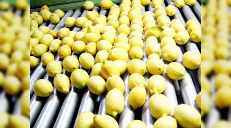Narenciye ihracatını Rusya sırtlıyor