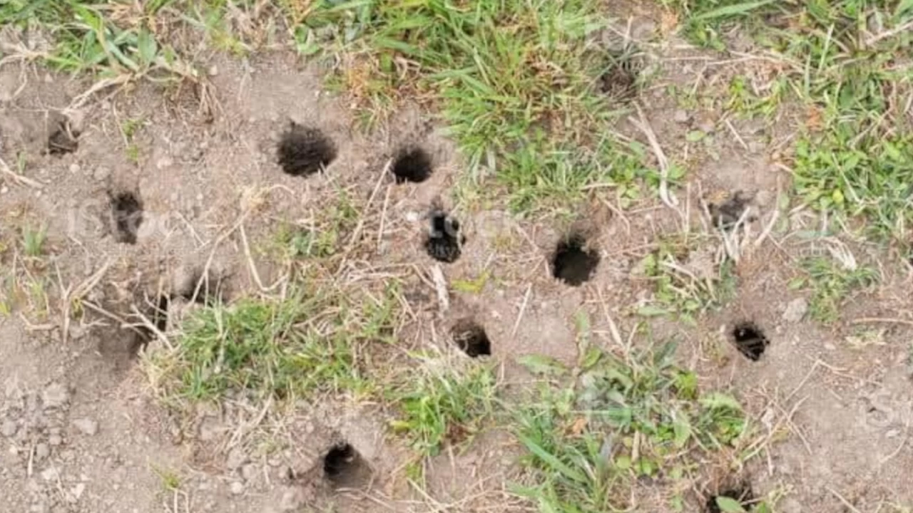 Nazilli'de tarla faresi pop�lasyonu artt�