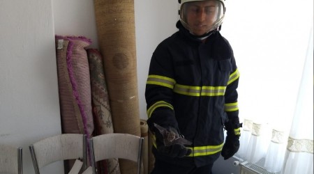 Nevşehir'de eve giren yarasaları itfaiye çıkarttı