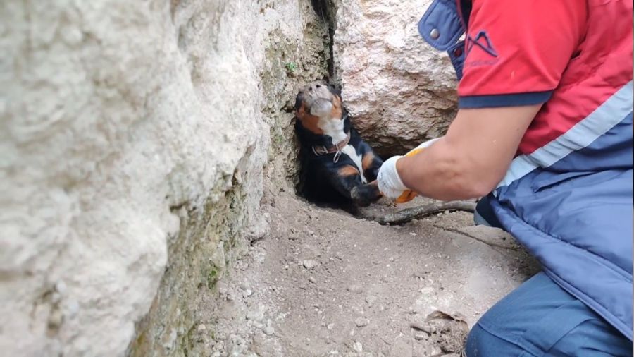 Obrukta sıkışan köpekleri itfaiye kurtardı