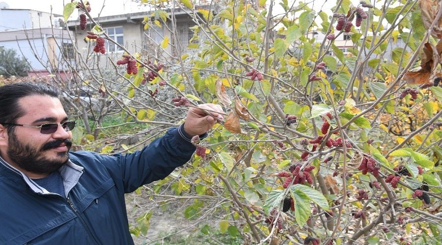 Ocak ayında dut meyve verdi