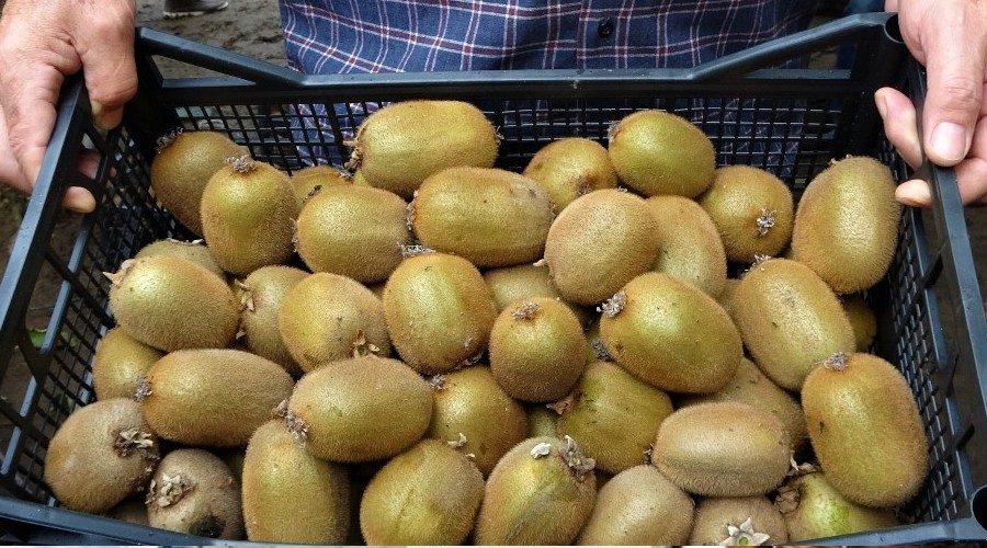 Ordu kivisi dalında satıldı