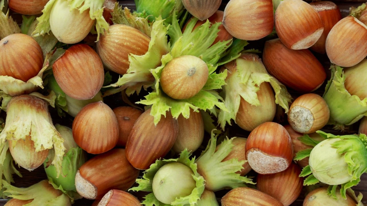 Ordu'da fındığın kilogramı 105 liradan işlem görüyor