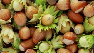 Ordu'da fındığın kilogramı 105 liradan işlem görüyor