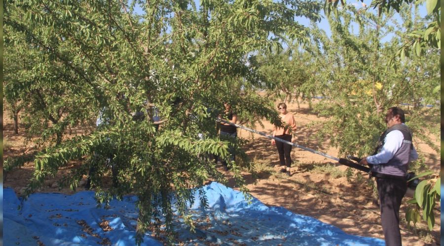 'Organik badem hasat etkinlii' dzenlendi