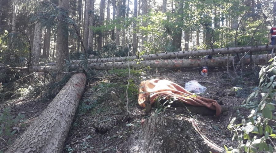 Orman işçisi kestiği ağacın altında kaldı