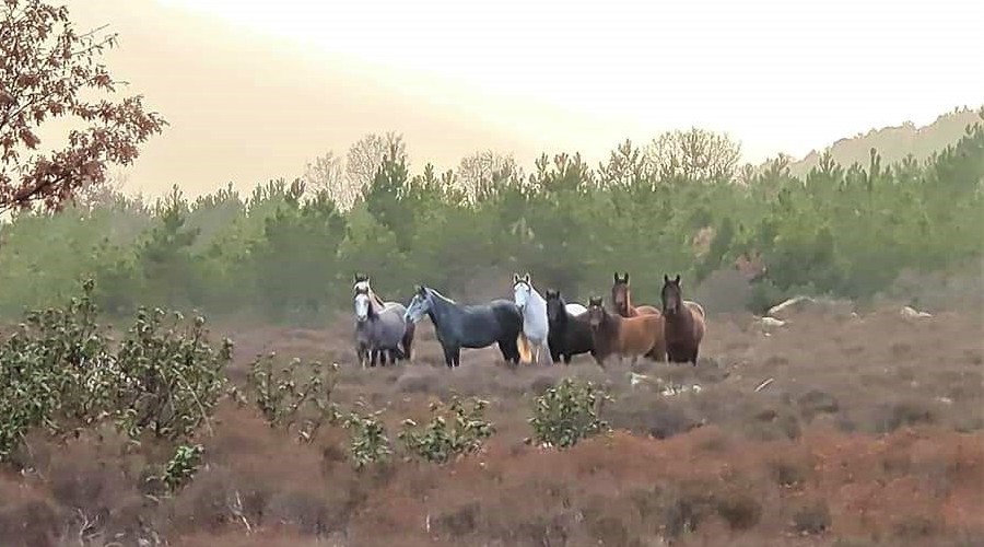Ormanda yabani atlar görüntülendi