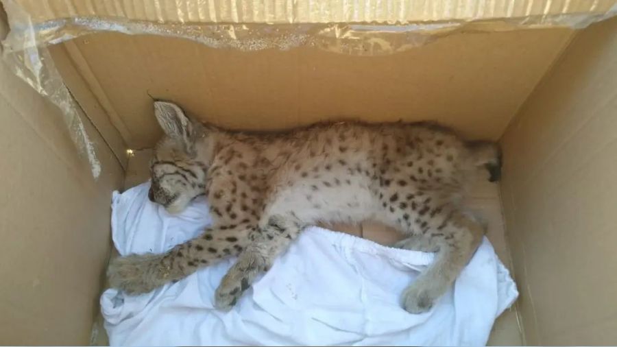 Otomobilin �arpt��� yavru va�ak tedavi alt�na al�nd�