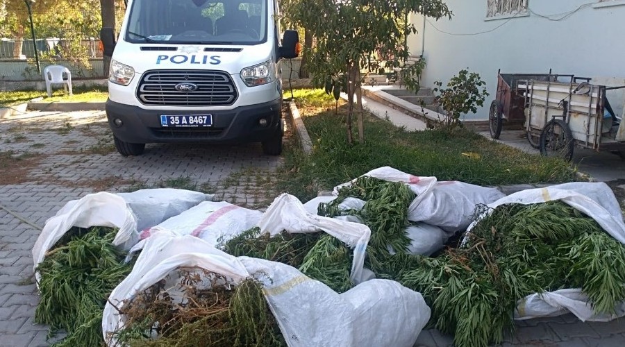 Pamuk tarlasnda 400 kk hint keneviri