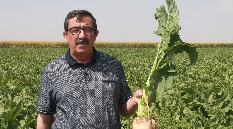 Pancar işleyen sadece 33 şeker fabrikası var