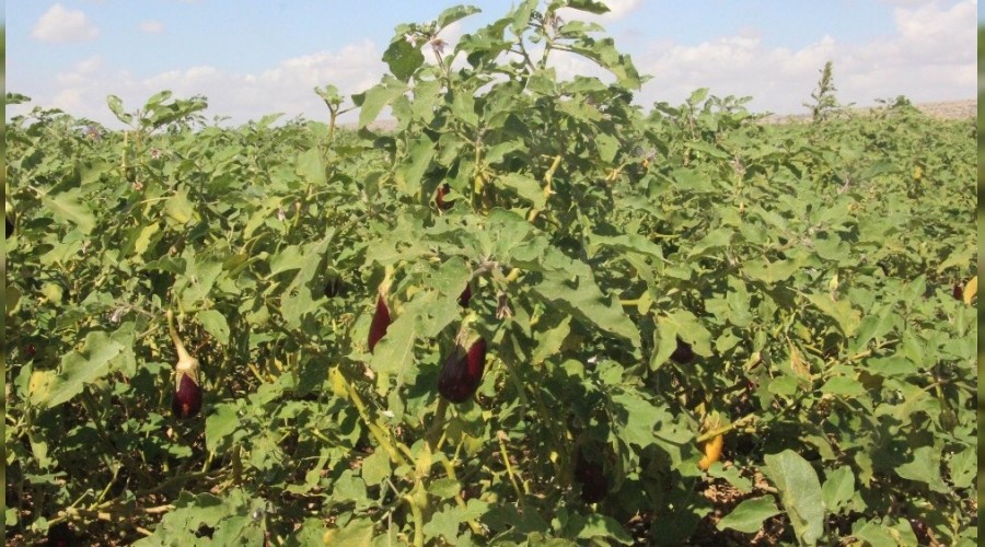 Patlıcan tarlada 50 kuruşa düştü