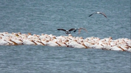  Pelikanlar göç molasý verdi