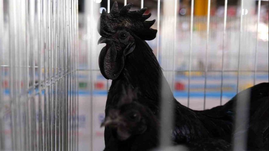 Podyum ko� ve s�s tavuklar�n�n