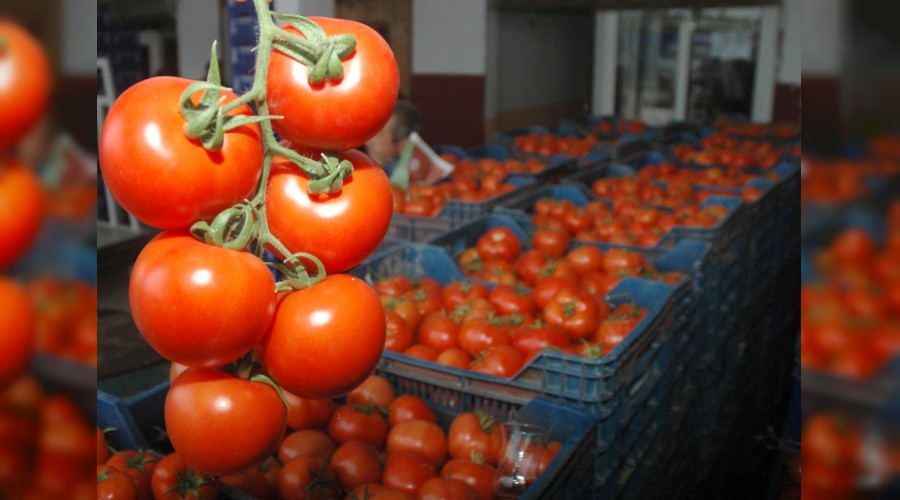 Rusya'ya domates ihracat doludizgin
