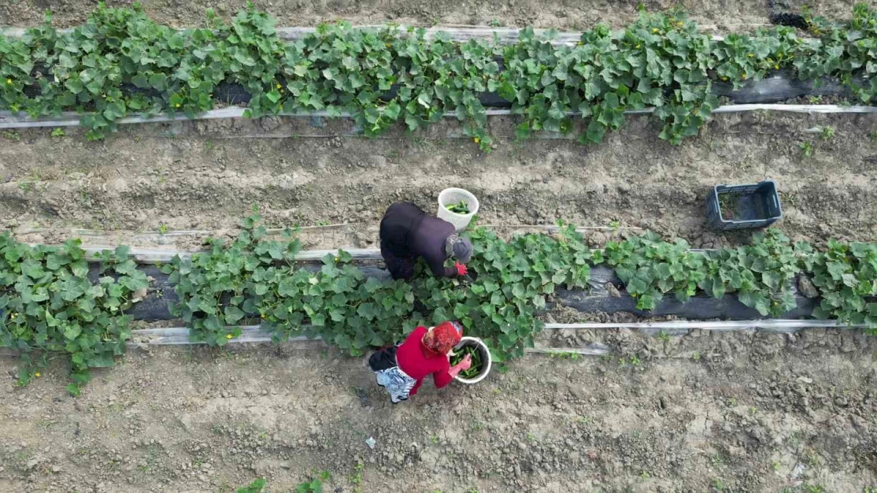 Salatal�k hasad� ba�lad�, tarla fiyat�: 30 TL