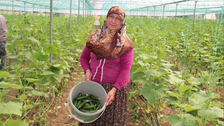 Salatalık tarlada 2 TL