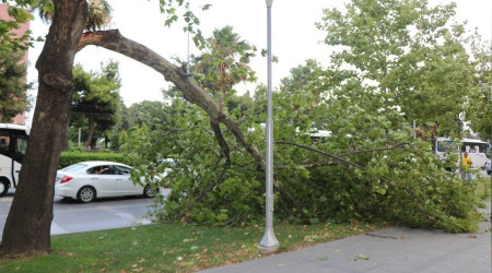 Samsun'da fırtına ağaçları yola devirdi