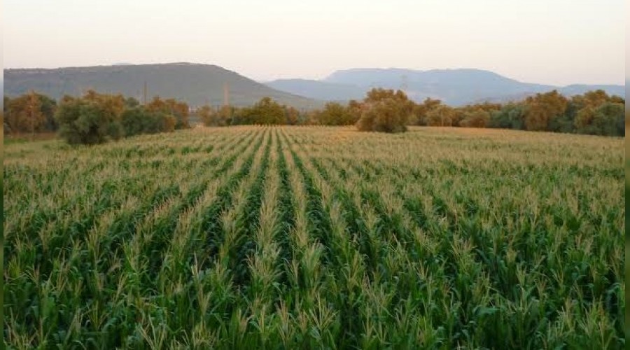 Şanlıurfa'da mısır tarlada kaldı