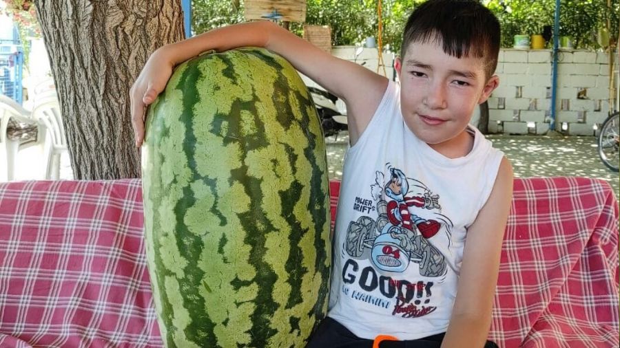 Sar�g�ll� �retici devasa karpuz yeti�tirdi