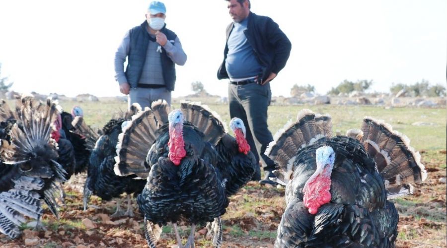 Satılık hindi bulamayınca kendi işini kurdu