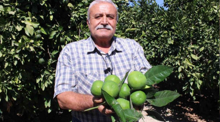 Satsuma mandalinada altın yıl