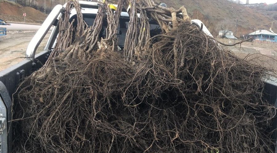 Şemdinli'de çiftçilere 15 bin ceviz fidanı dağıtıldı