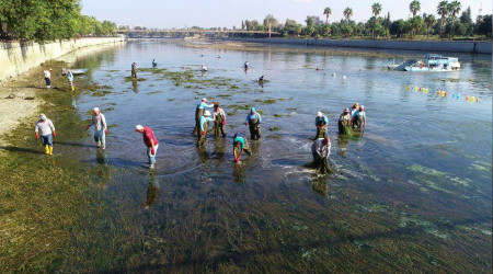 Seyhan Nehri'ni istila eden yosunlar temizleniyor