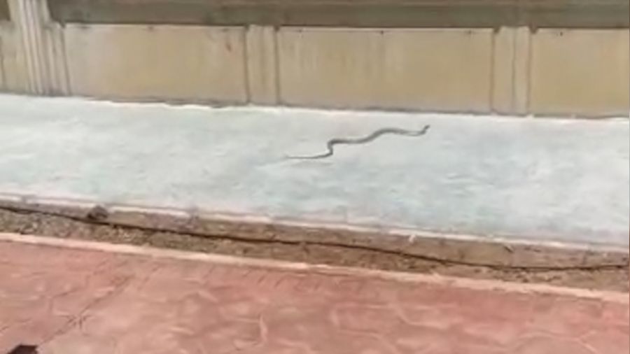 Sıcaklarla birlikte kaldırımlarda ortaya çıkan yılanlar tedirgin etti