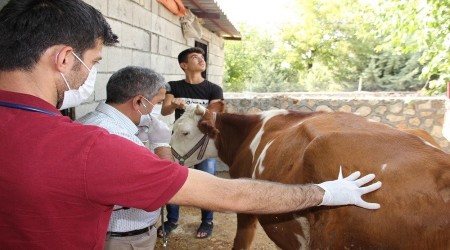 Sineklerin srd 16 bykba hayvan ld