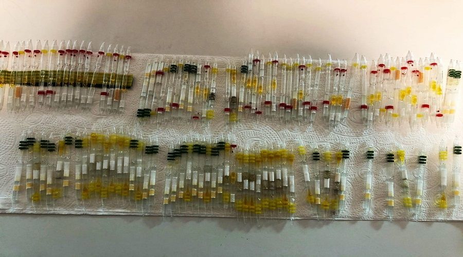 S�n�r kap�s�nda ar� ve kobra y�lan� zehri operasyonu