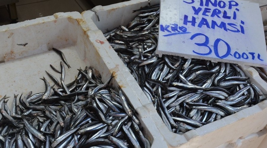 Sinop'ta yerli hamsi yüzünü gösterdi