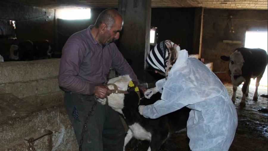 Şırnak'ta şap hastalığına karşı 90 bin büyükbaş aşılanacak