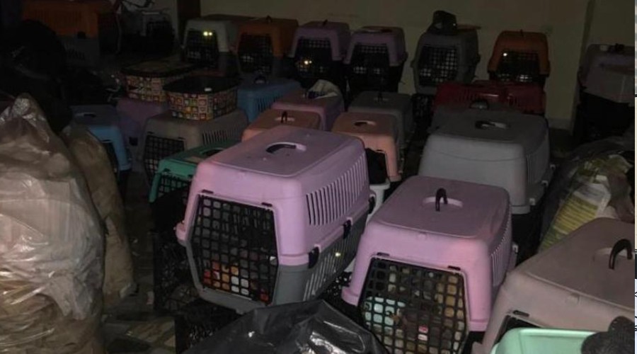 Şişli'de baskın yapılan adreste 9'u yavru 57 kedi bulundu