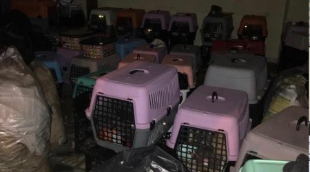 Şişli'de baskın yapılan adreste 9'u yavru 57 kedi bulundu