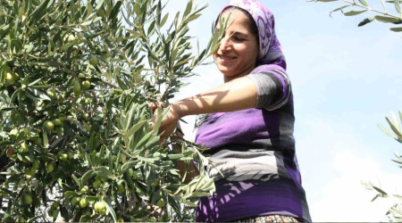 Sofralık zeytin ihracatı 100 bin tonu aştı