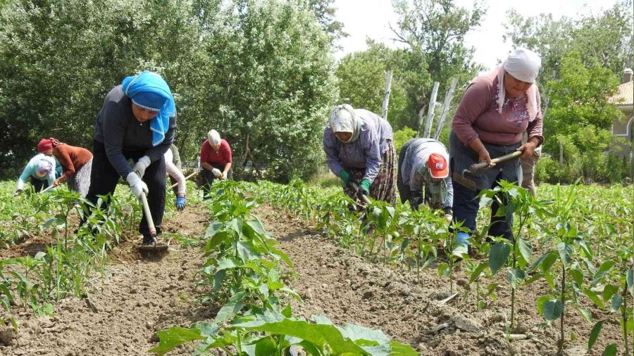 Son yalar Edirneli iftiyi sevindirdi