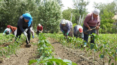 Son yalar Edirneli iftiyi sevindirdi